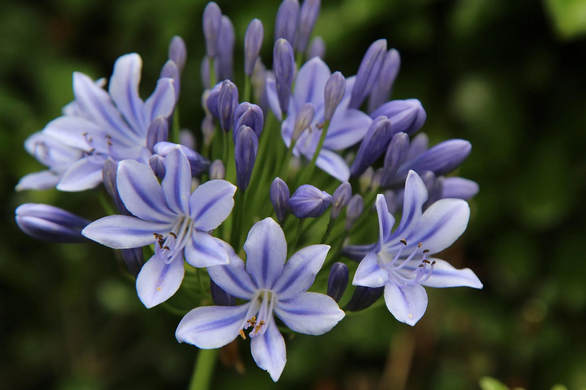 plant agapanthe (agapanthus africanus albus) godet 9 cm