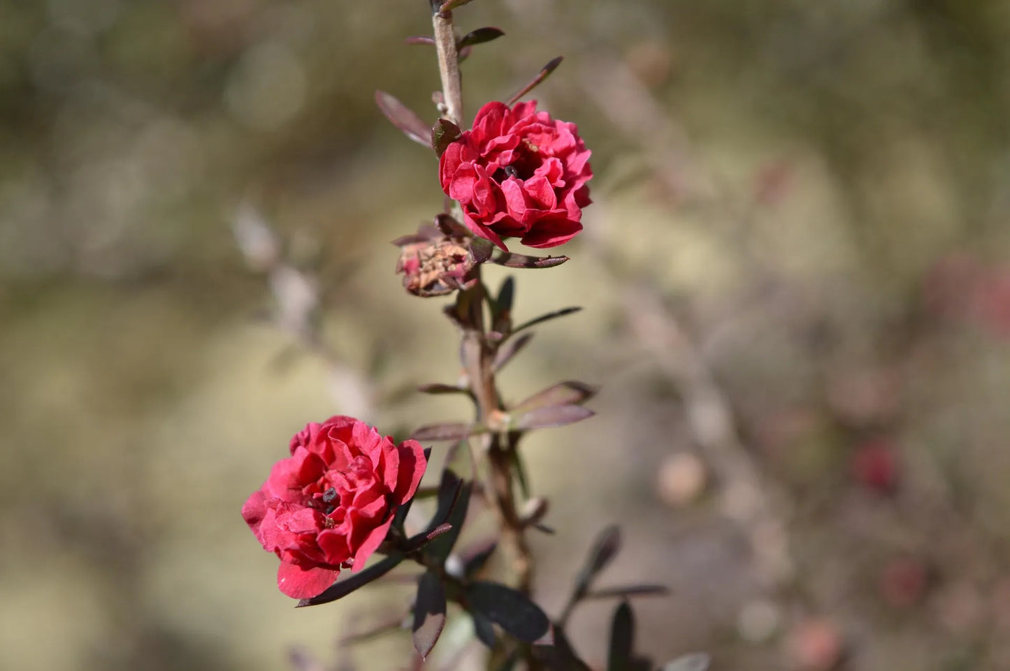 Plant arbre à thé leptospermum Copper SheenGodet 9 cm