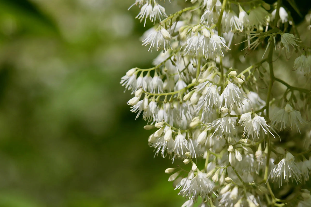 plant pterostyrax (pterostyrax leveillei) godet 9 cm