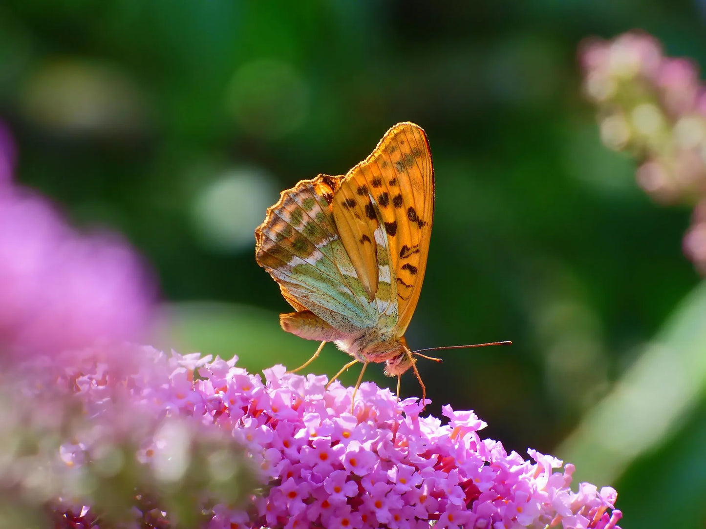 Plant arbre aux papillons, buddleia buddleja davidii Nanho BlueGodet 9 cm