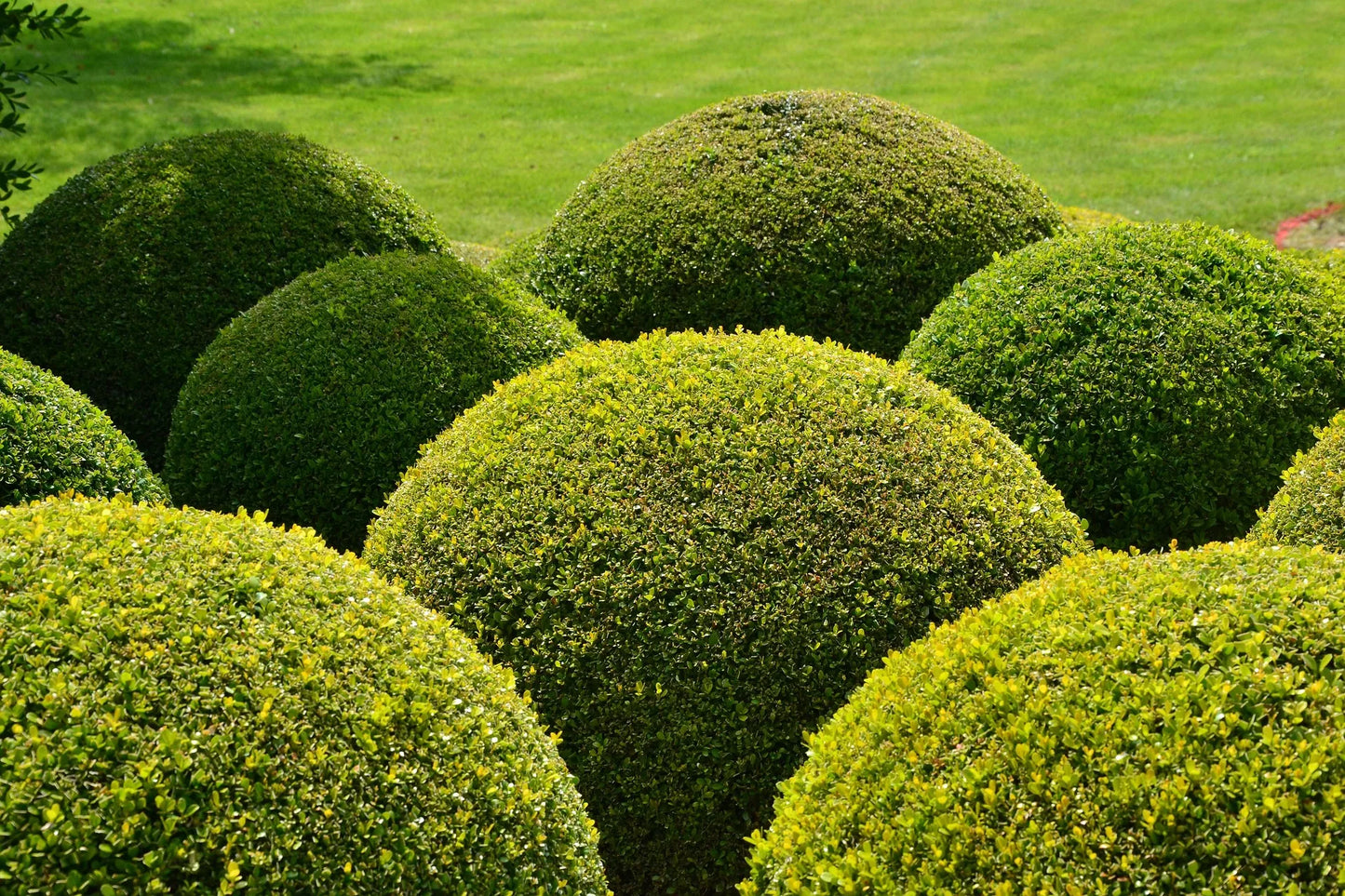 Plant buis buxus sempervirens Godet 9 cm