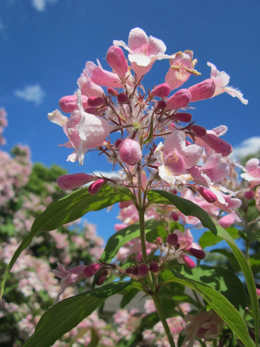 Plant kolkwitzia amabilis Pink CloudGodet 9 cm