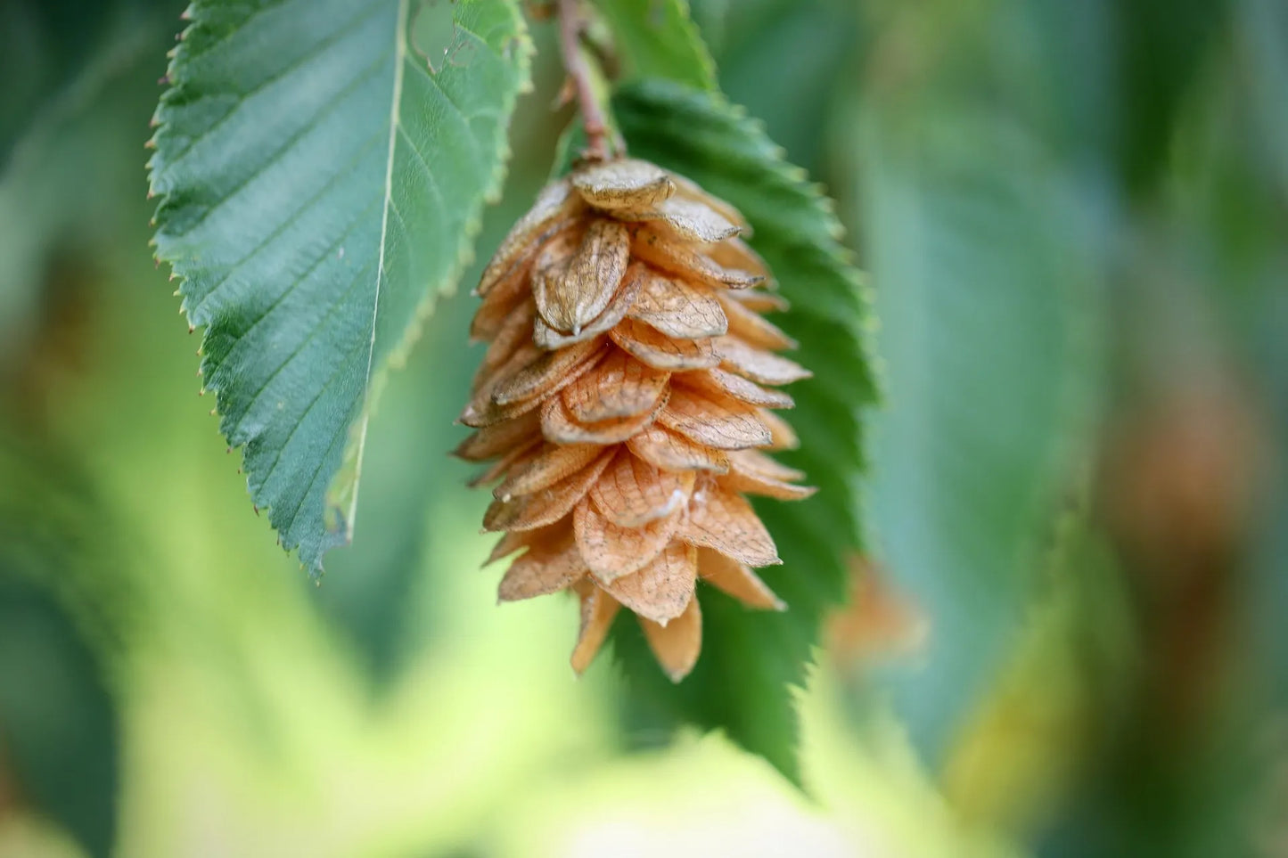 Plant charme-houblon ostrya carpinifolia Godet 9x9x13