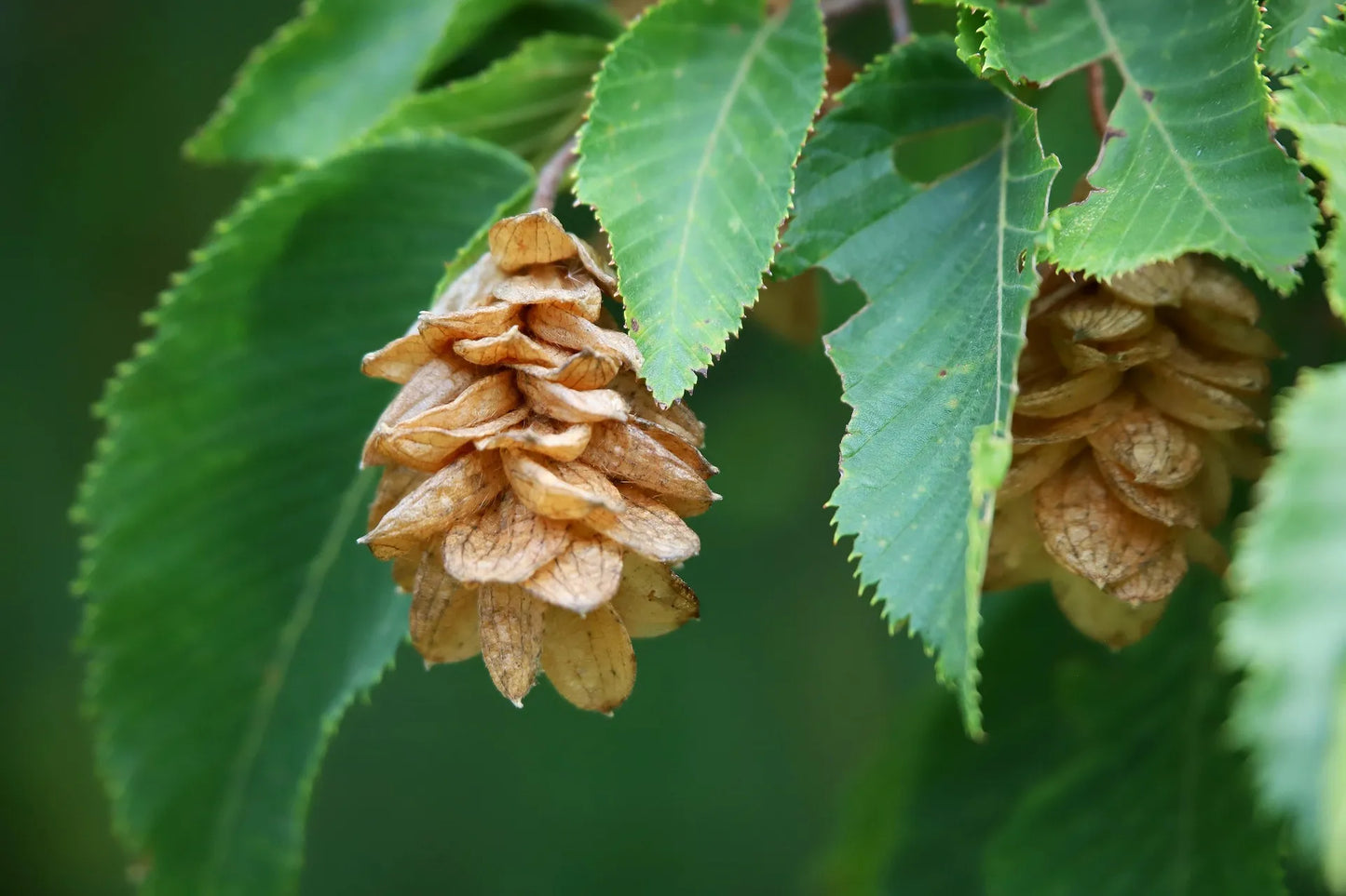 Plant charme-houblon ostrya carpinifolia Godet 9x9x13