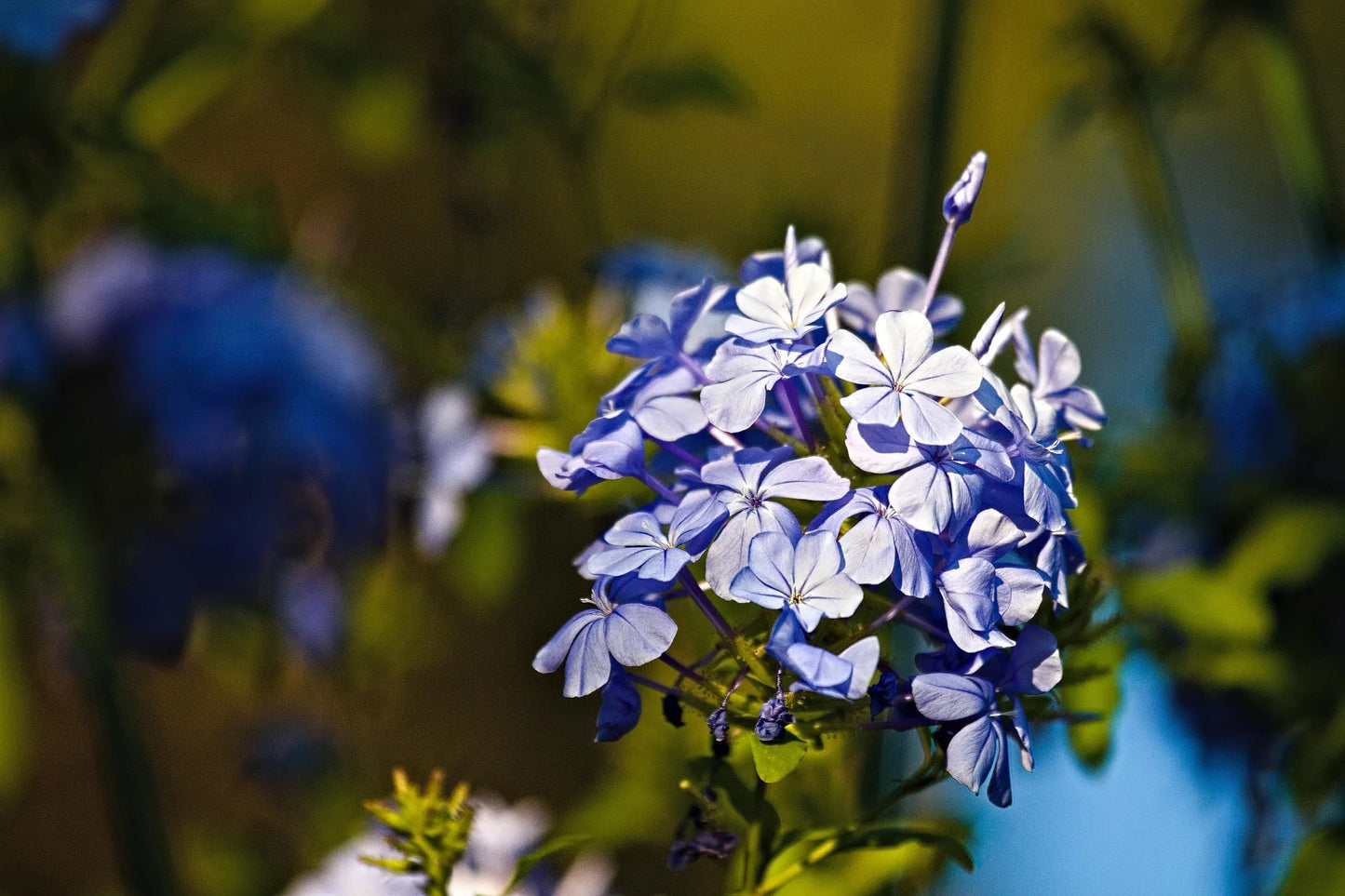 Plant plumbago, dentelaire plumbago auriculata AlbaGodet 9 cm