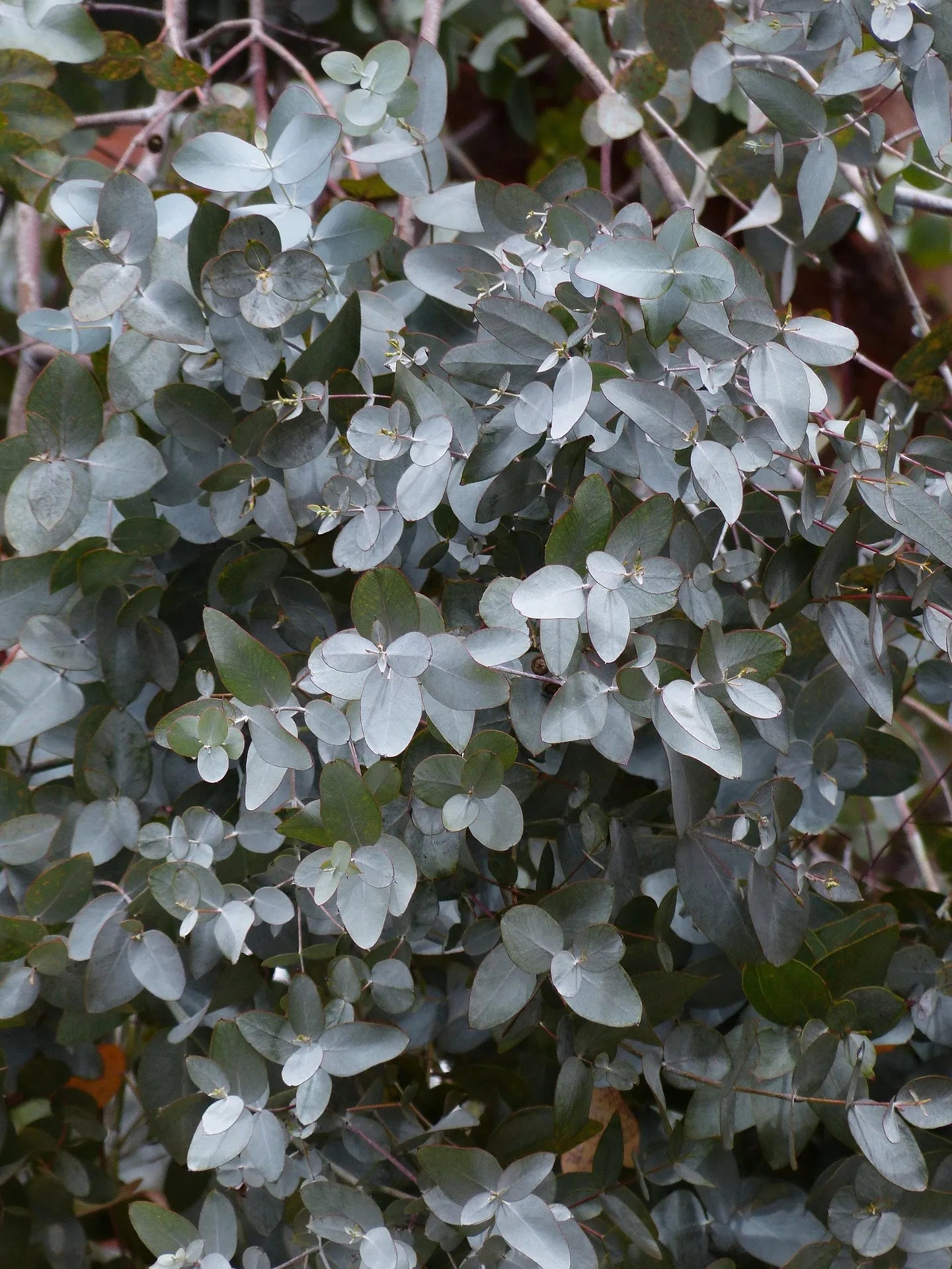Plant eucalyptus cinerea Godet 9 cm