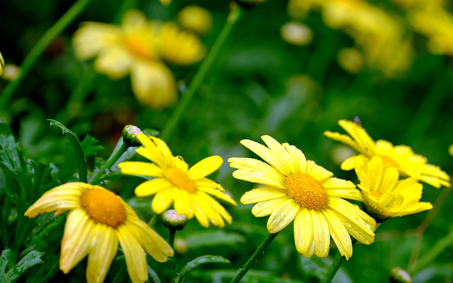 Plant euryops chrysanthemoides Godet 9 cm
