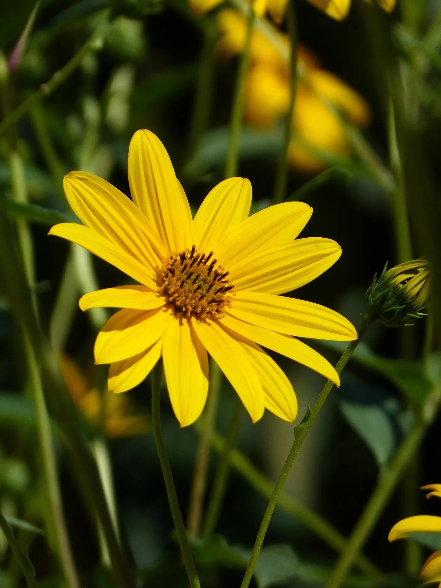 Plant euryops chrysanthemoides Godet 9 cm