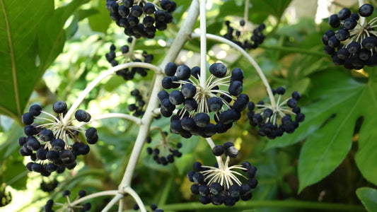 Plant fatsia du japon fatsia japonica Pot 1L