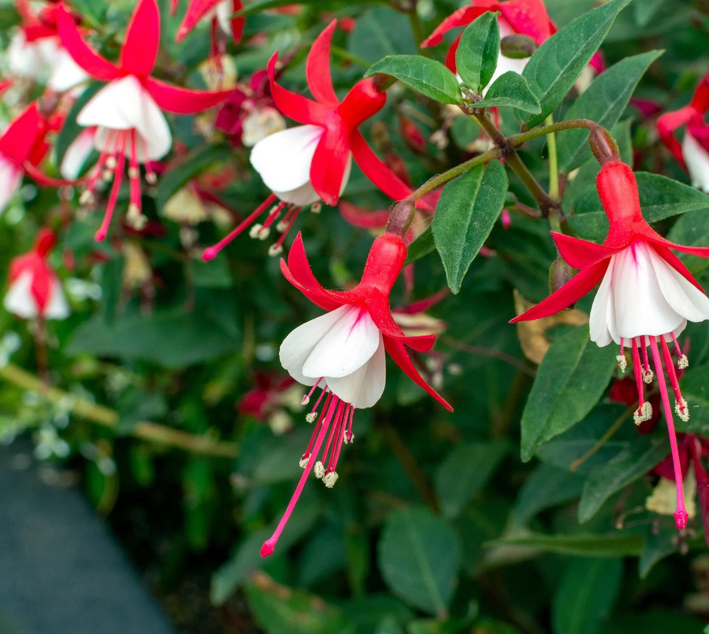 Plant fuchsia magellanica AlbaGodet 9 cm