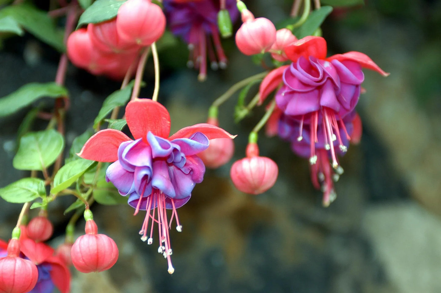 Plant fuchsia magellanica AlbaGodet 9 cm