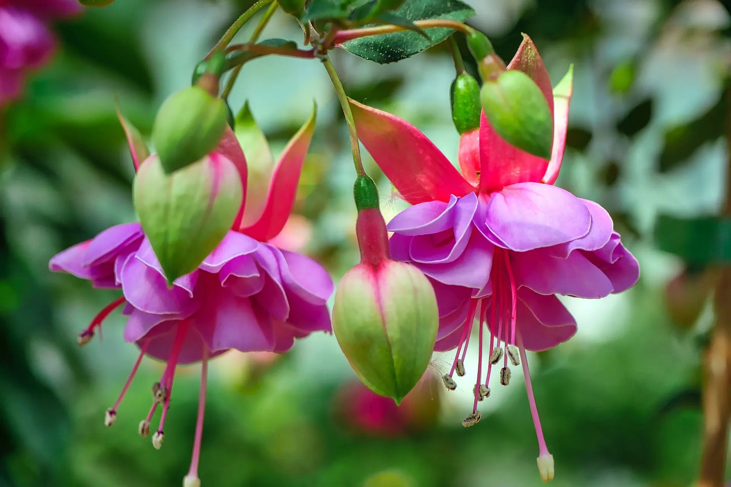 Plant fuchsia magellanica AlbaGodet 9 cm