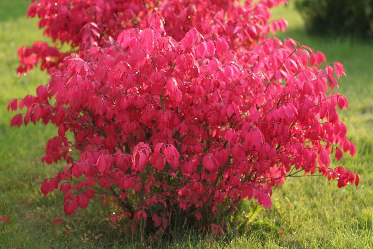 Plant fusain euonymus japonicus MicrophyllusGodet 9 cm