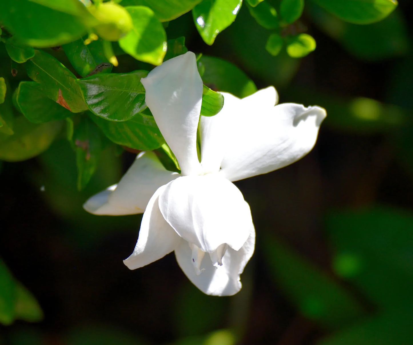 Plant gardénia gardenia jasminoides PinwheelGodet 9 cm