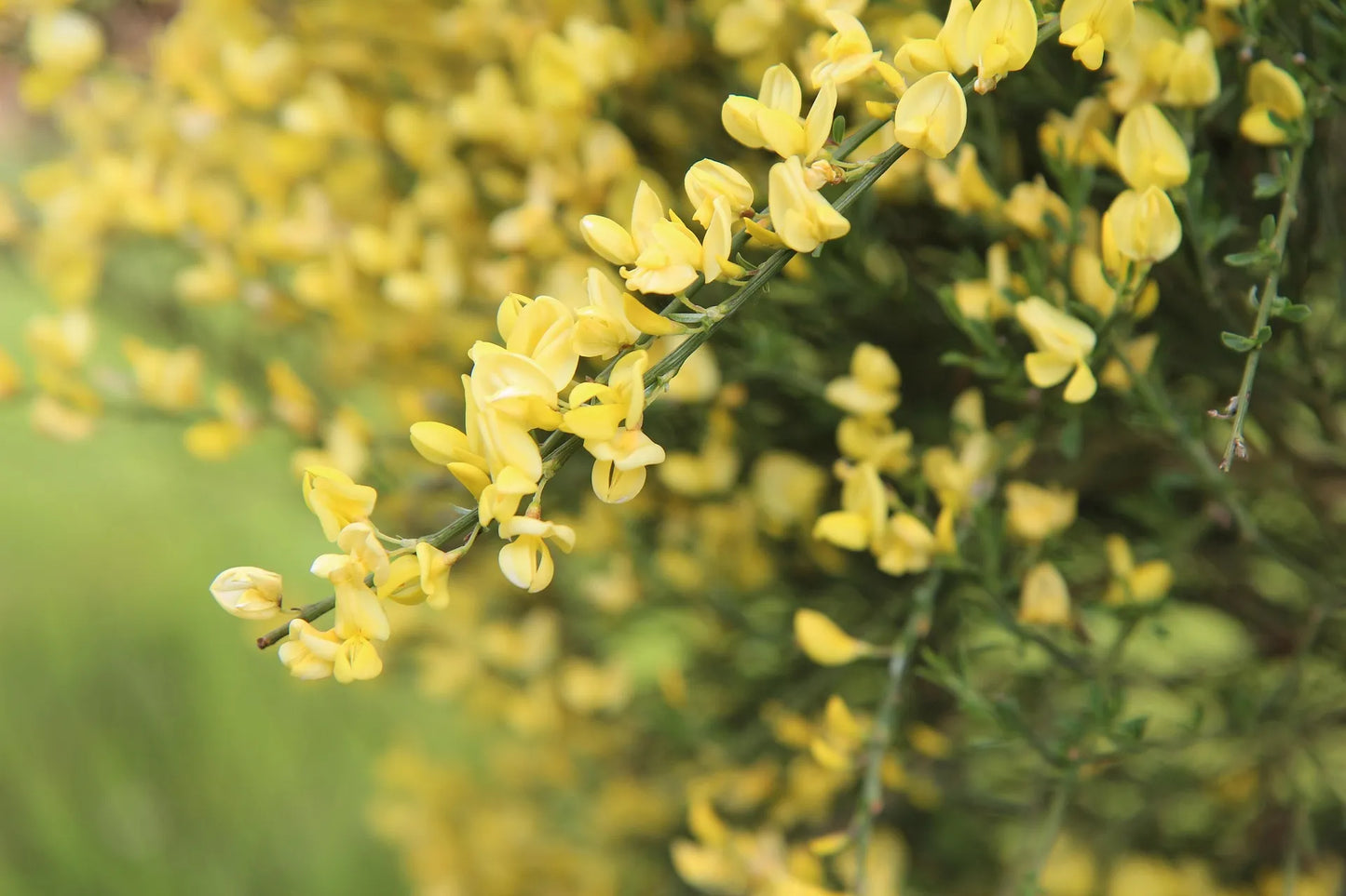 Plant genêt genista monosperma Godet 9 cm