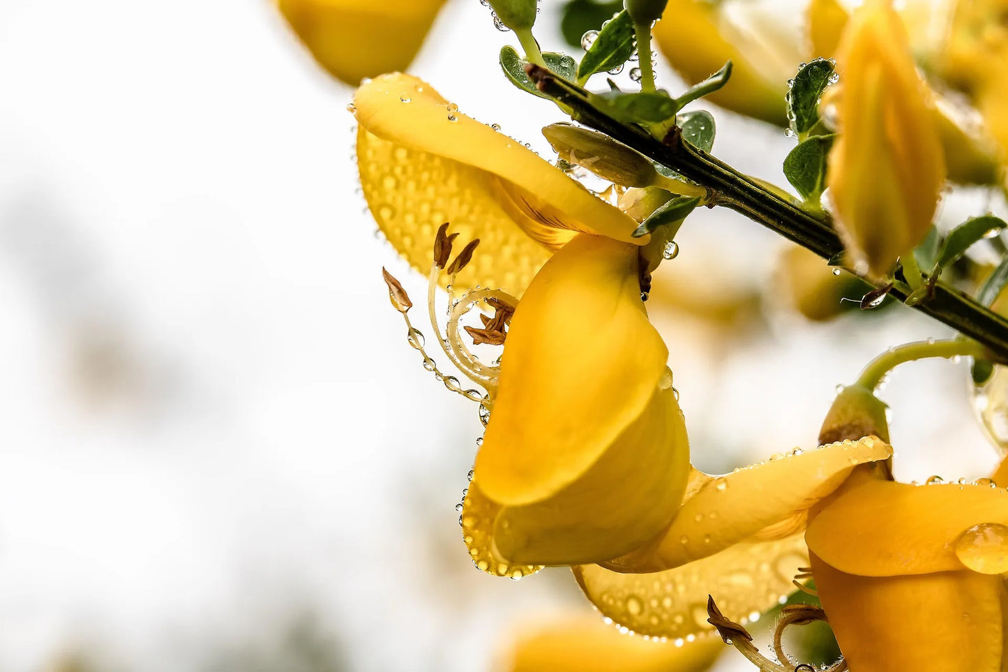 Plant genêt genista monosperma Godet 9 cm
