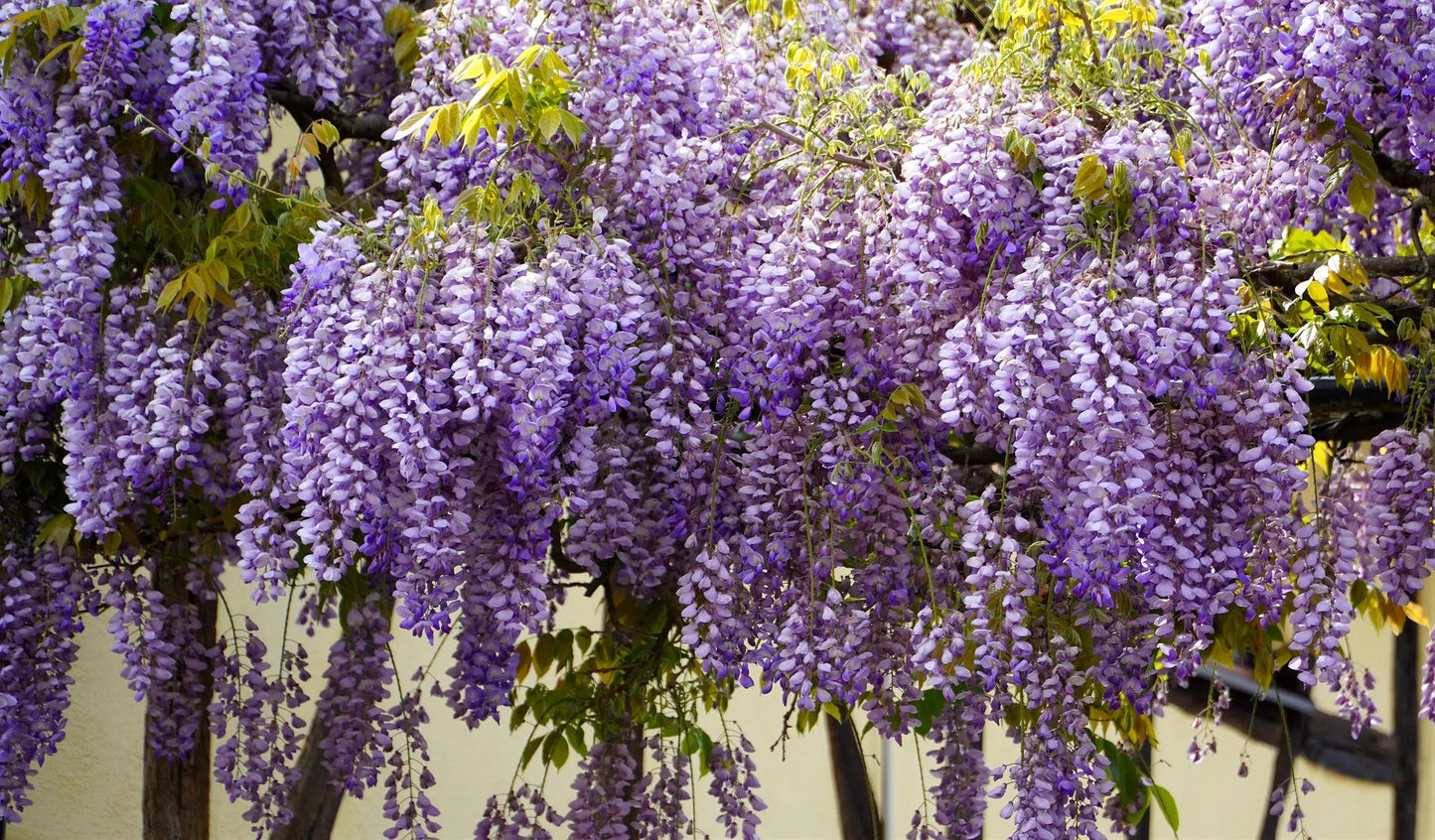 Plant glycine wisteria sinensis AlbaGodet 9 cm