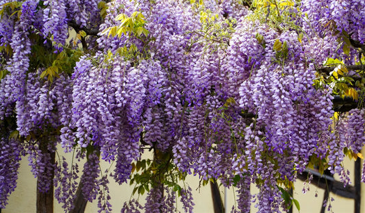 Plant glycine wisteria sinensis AlbaGodet 9 cm