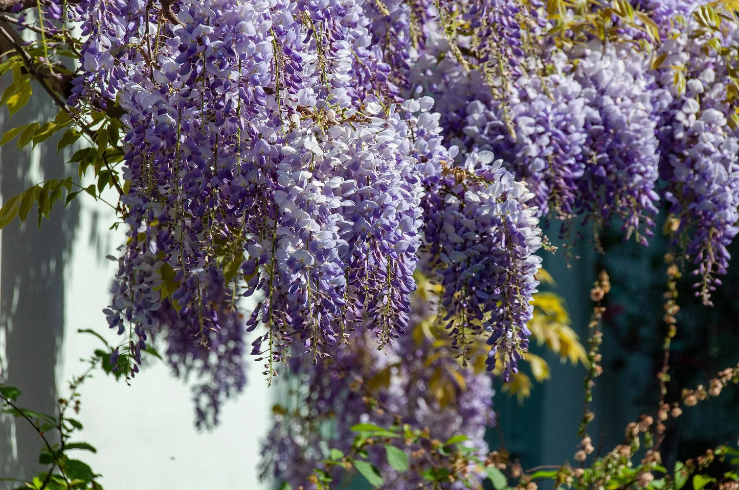 Plant glycine wisteria sinensis AlbaGodet 9 cm