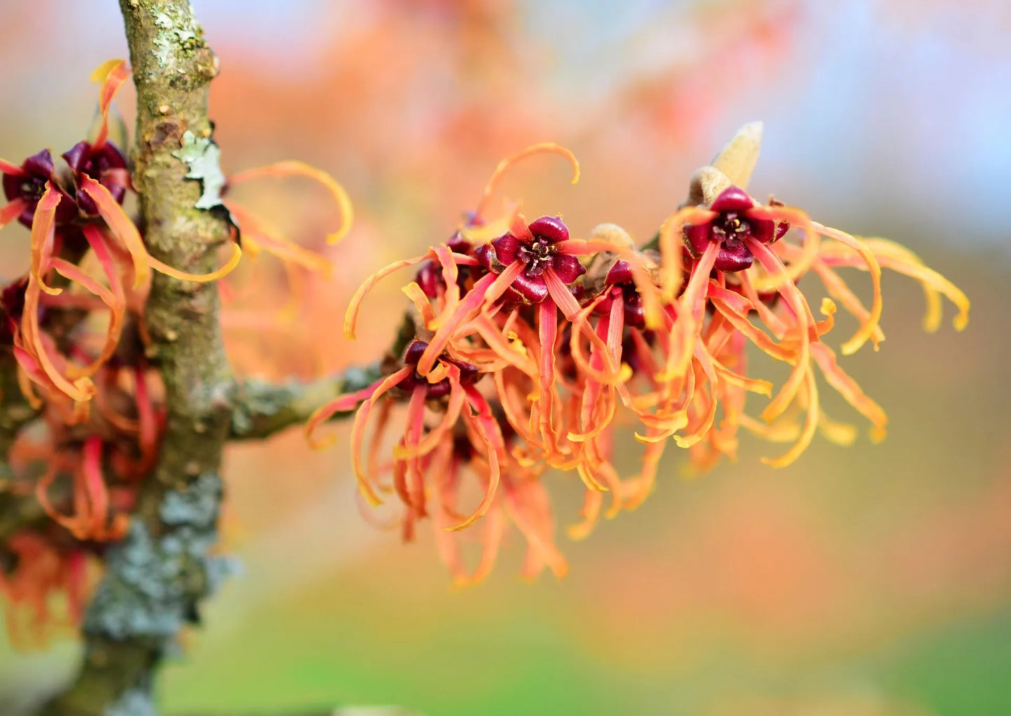 Plant hamamélis hamamelis virginiana Godet 10 cm