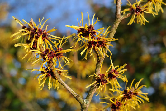 Plant hamamélis hamamelis virginiana Godet 10 cm