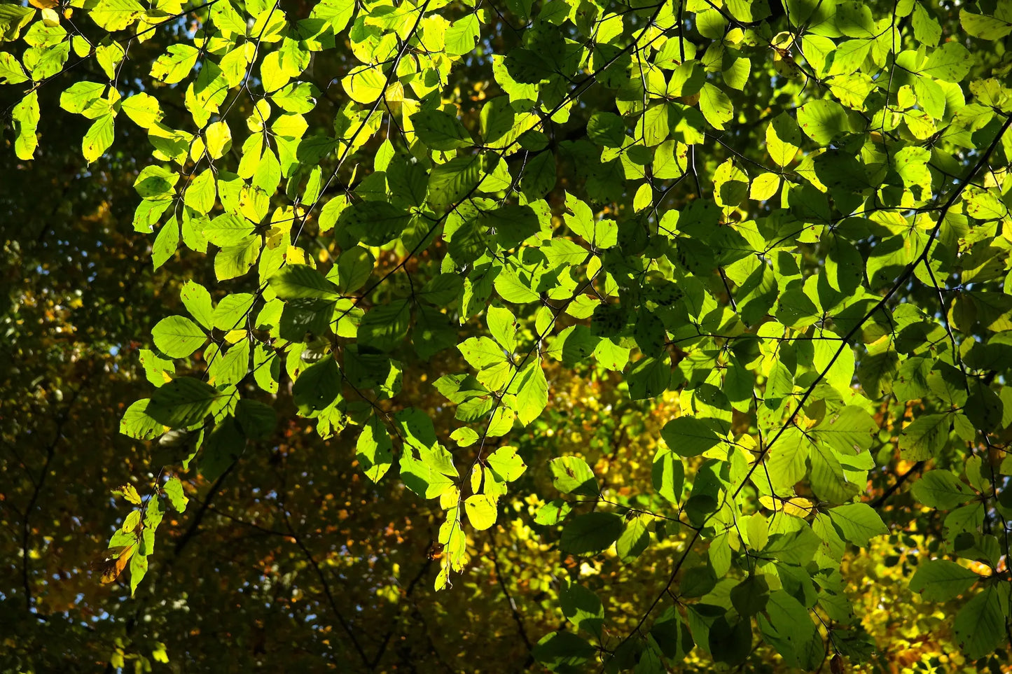 Plant hêtre fagus sylvatica Godet 9 cm