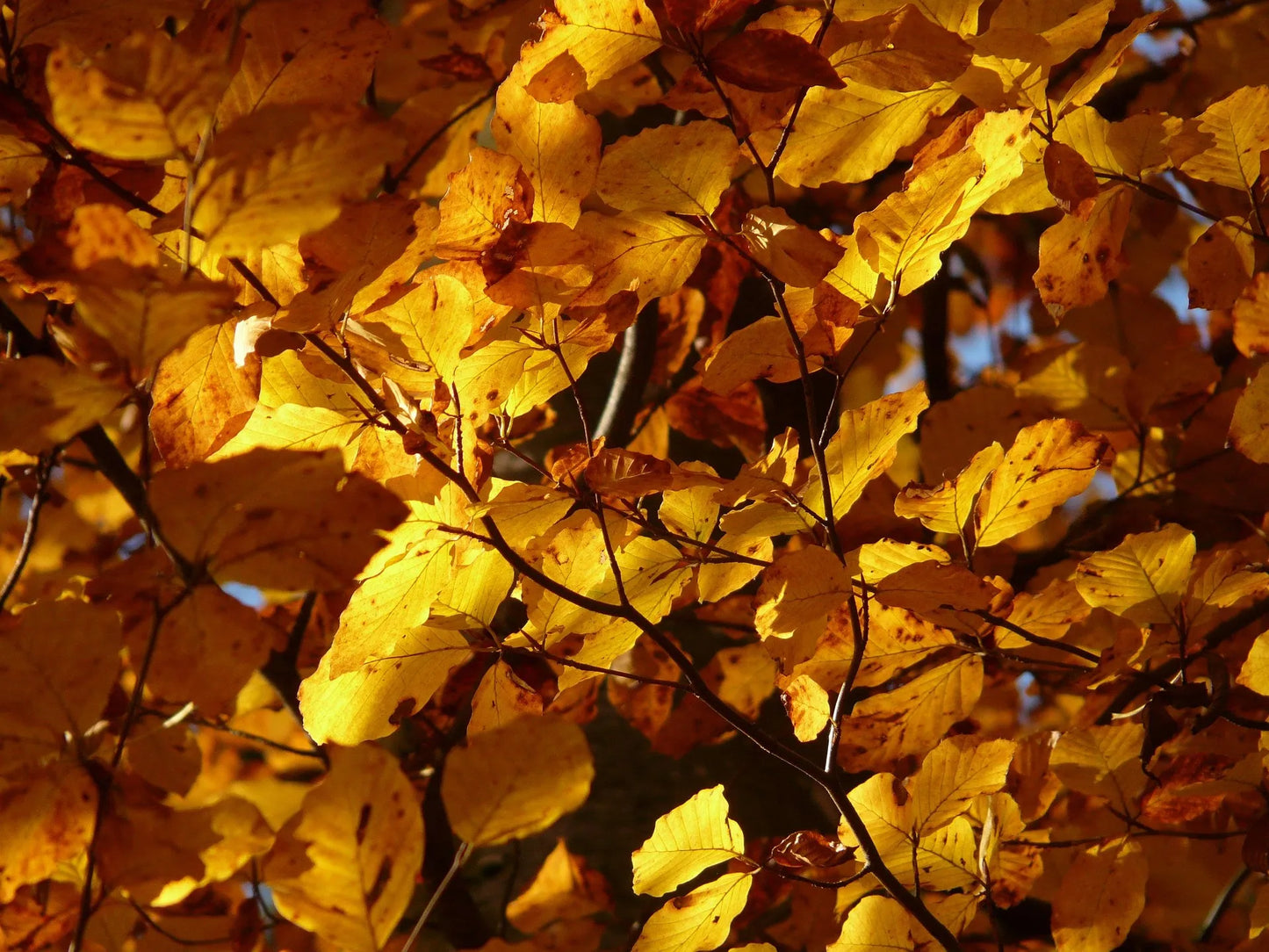 Plant hêtre fagus sylvatica Godet 9 cm