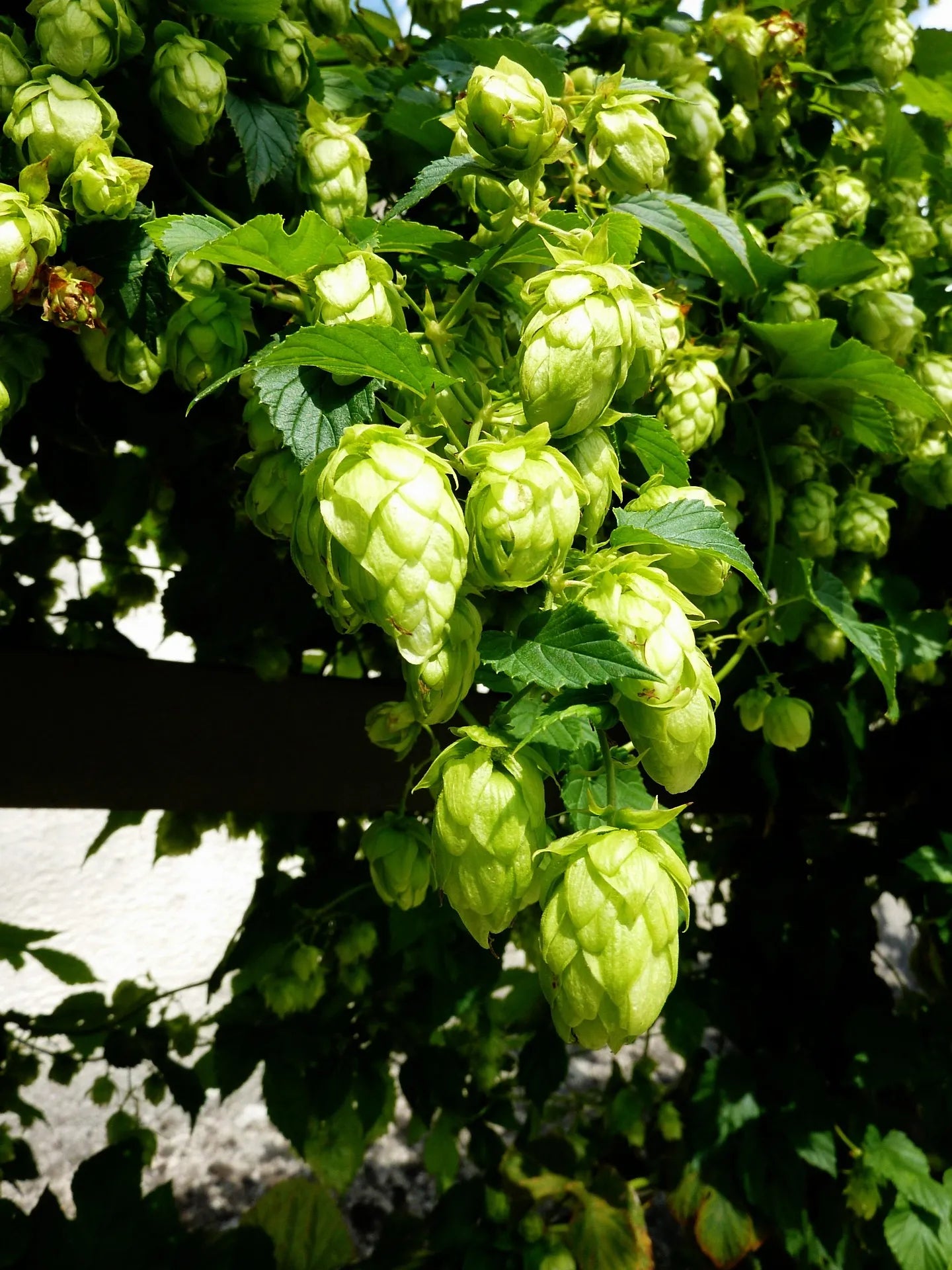 Plant houblon humulus lupulus SaazGodet 9 cm