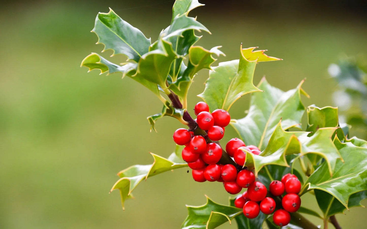 Plant houx ilex x altaclerensis Golden KingGodet 9 cm