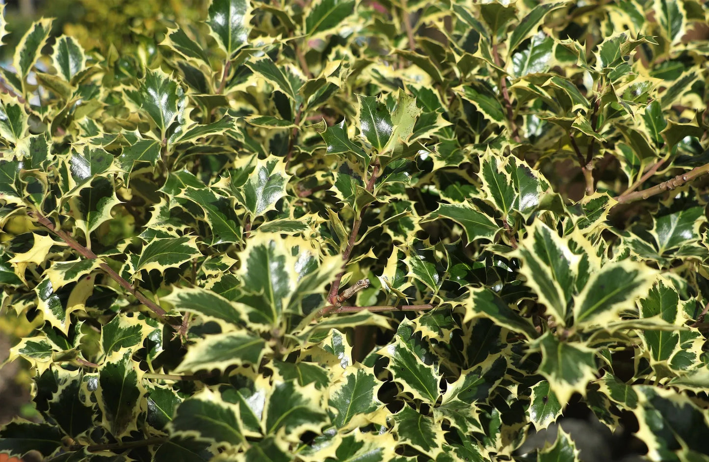 Plant houx ilex x altaclerensis Golden KingGodet 9 cm