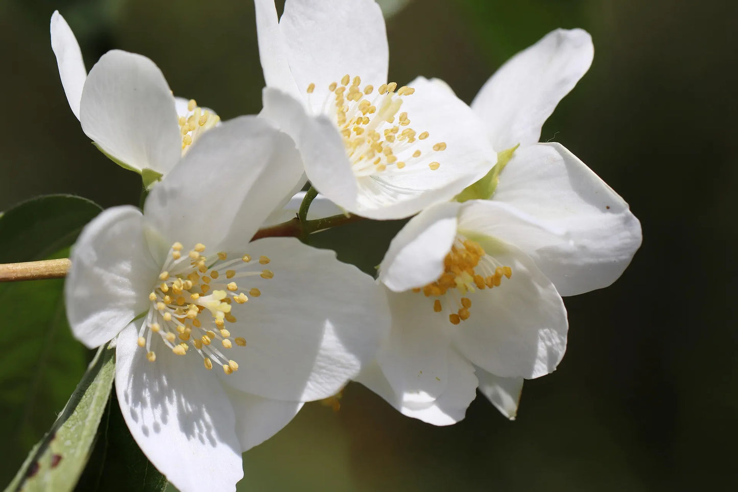 Plant seringat philadelphus Bouquet BlancGodet 9 cm
