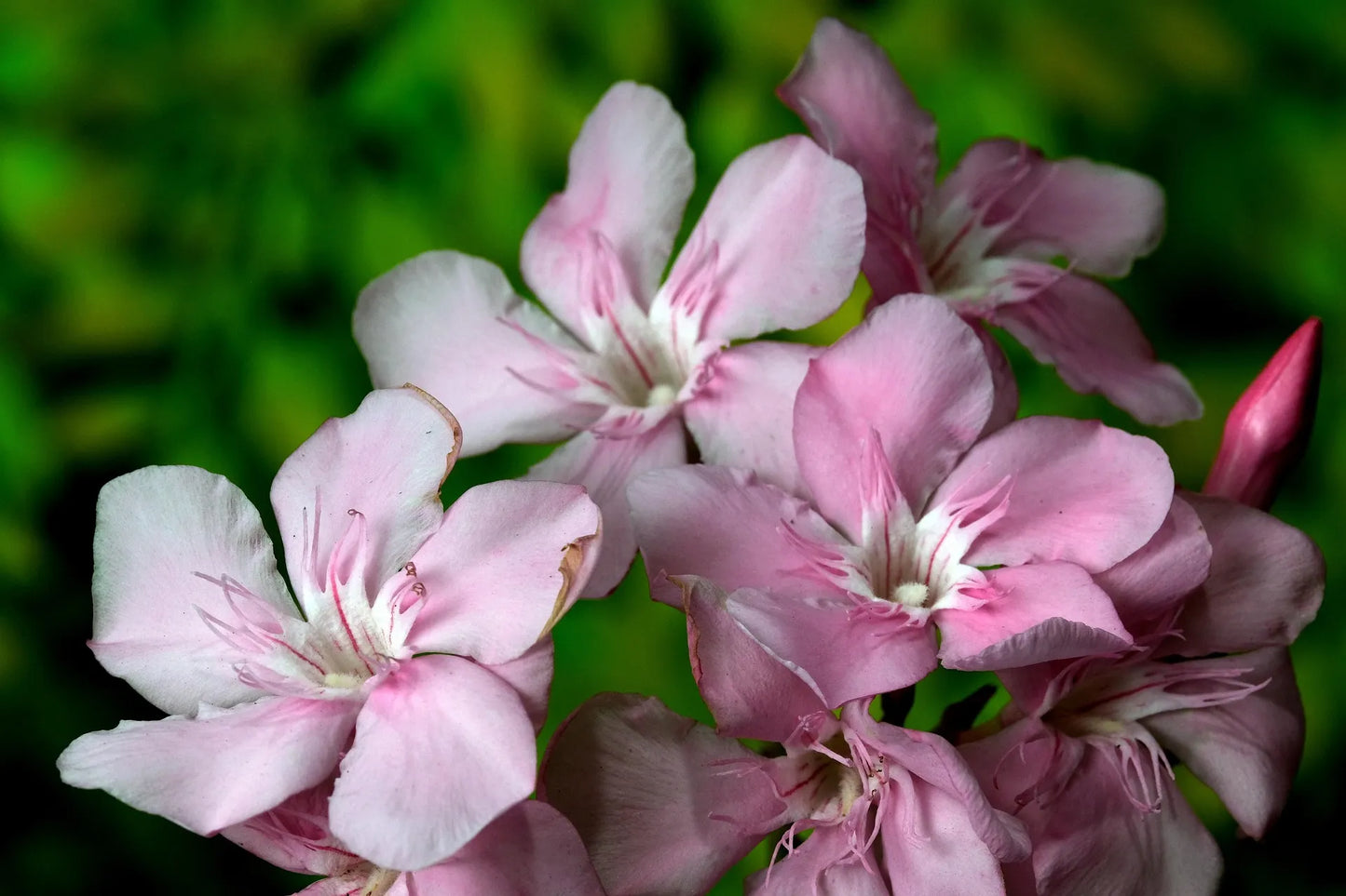 Plant laurier-rose nerium oleander VirginieGodet 10 cm
