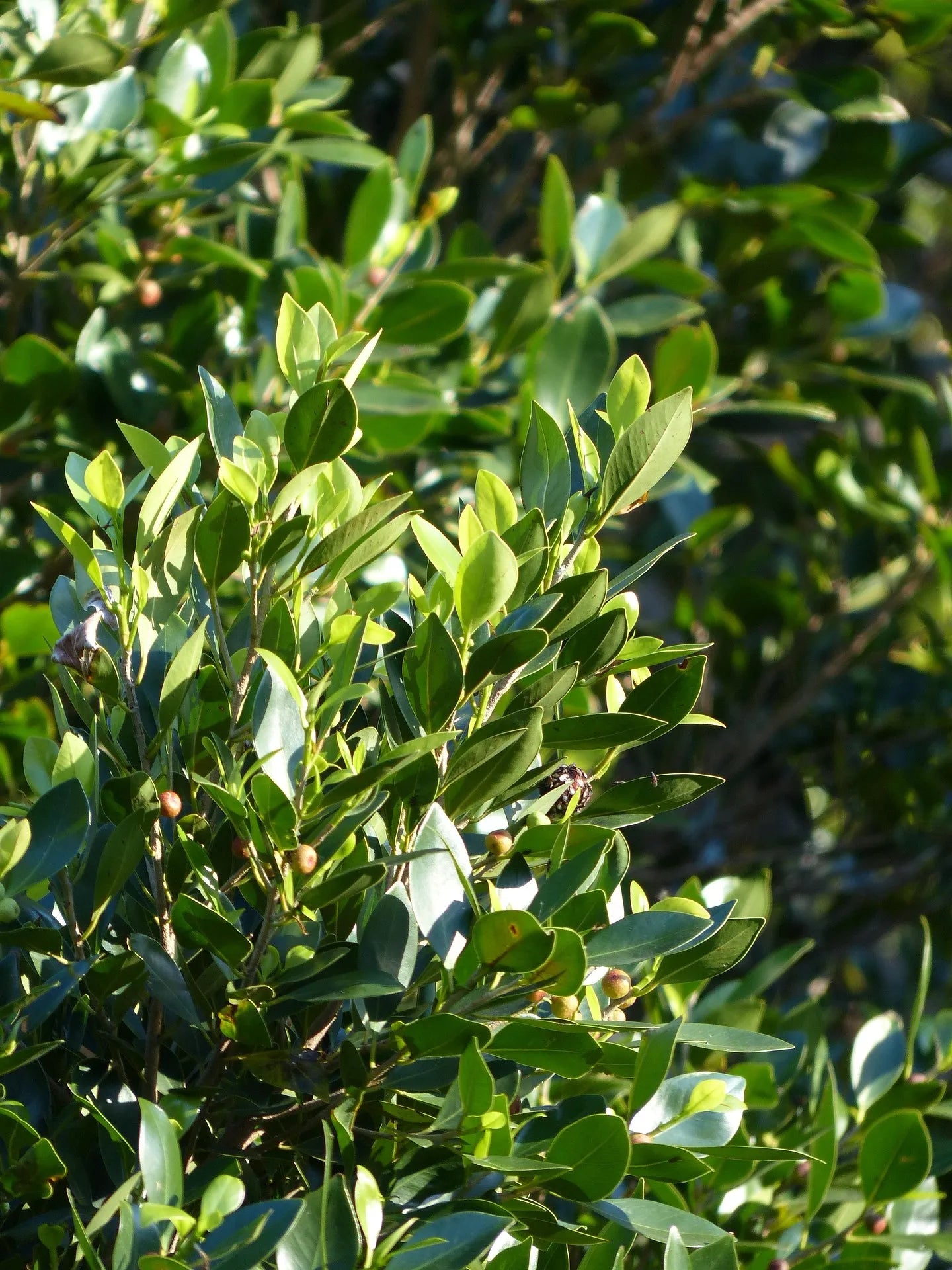 Plant laurier laurus nobilis Godet 9 cm