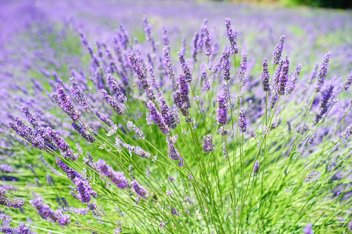 Plant lavande lavandula x chaytoriae Richard GrayGodet 9 cm