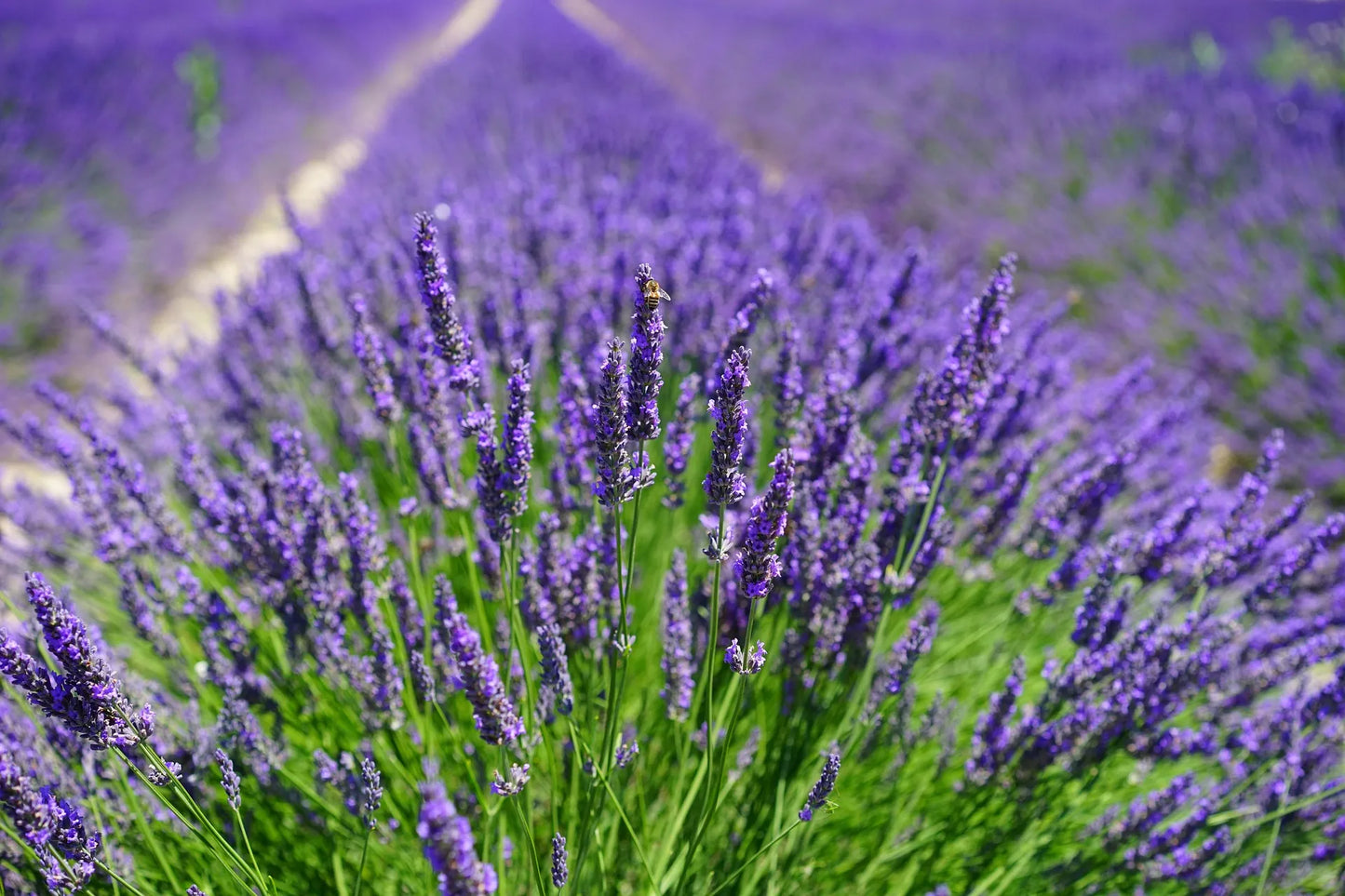 Plant lavande lavandula x chaytoriae Richard GrayGodet 9 cm