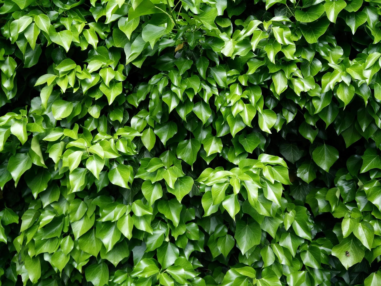 Plant lierre hedera colchica Sulphur HeartGodet 9 cm