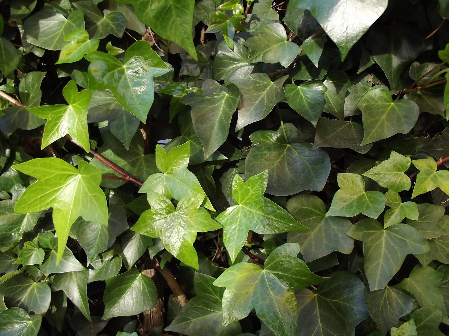 Plant lierre hedera colchica Sulphur HeartGodet 9 cm