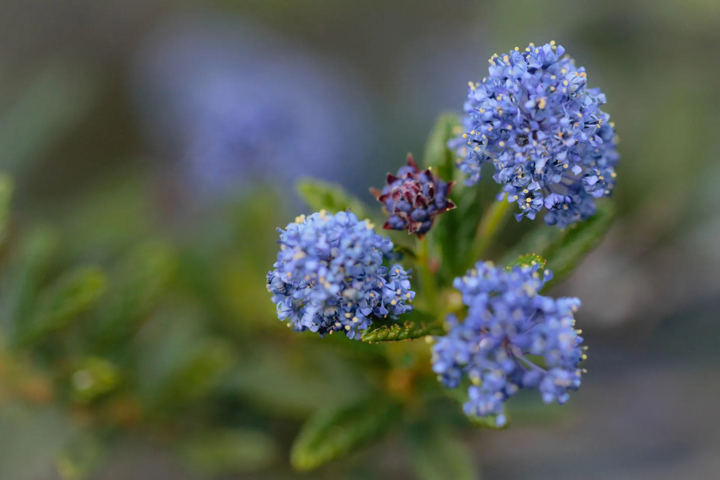 Plant céanothe, lilas de californie ceanothus x delileanus Henri DefosséGodet 9 cm