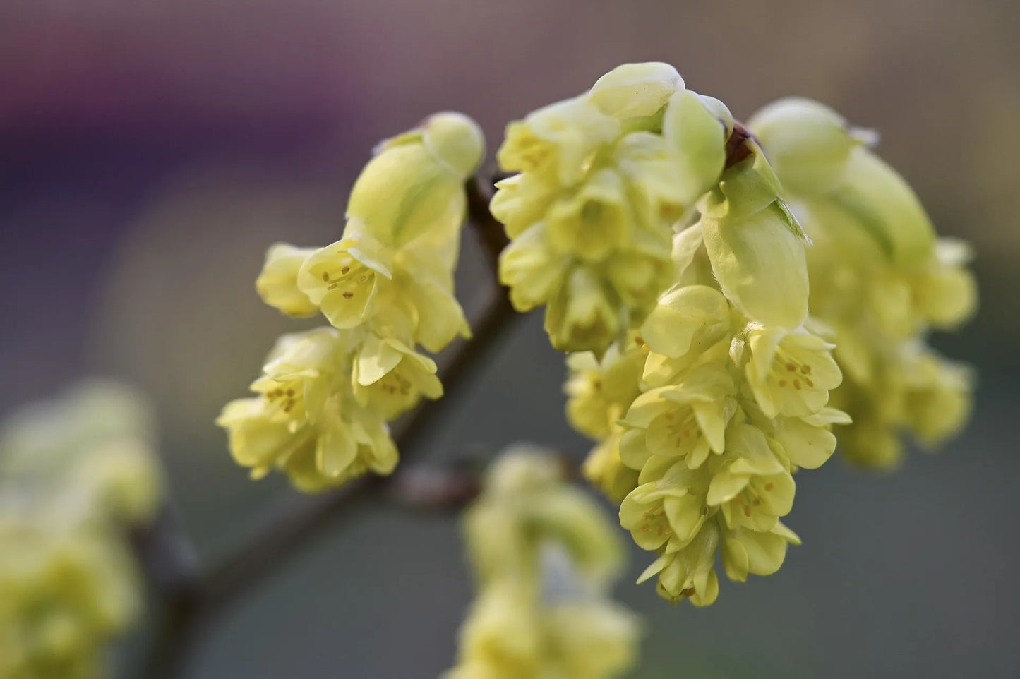 Plant lindera benzoin Godet 9 cm
