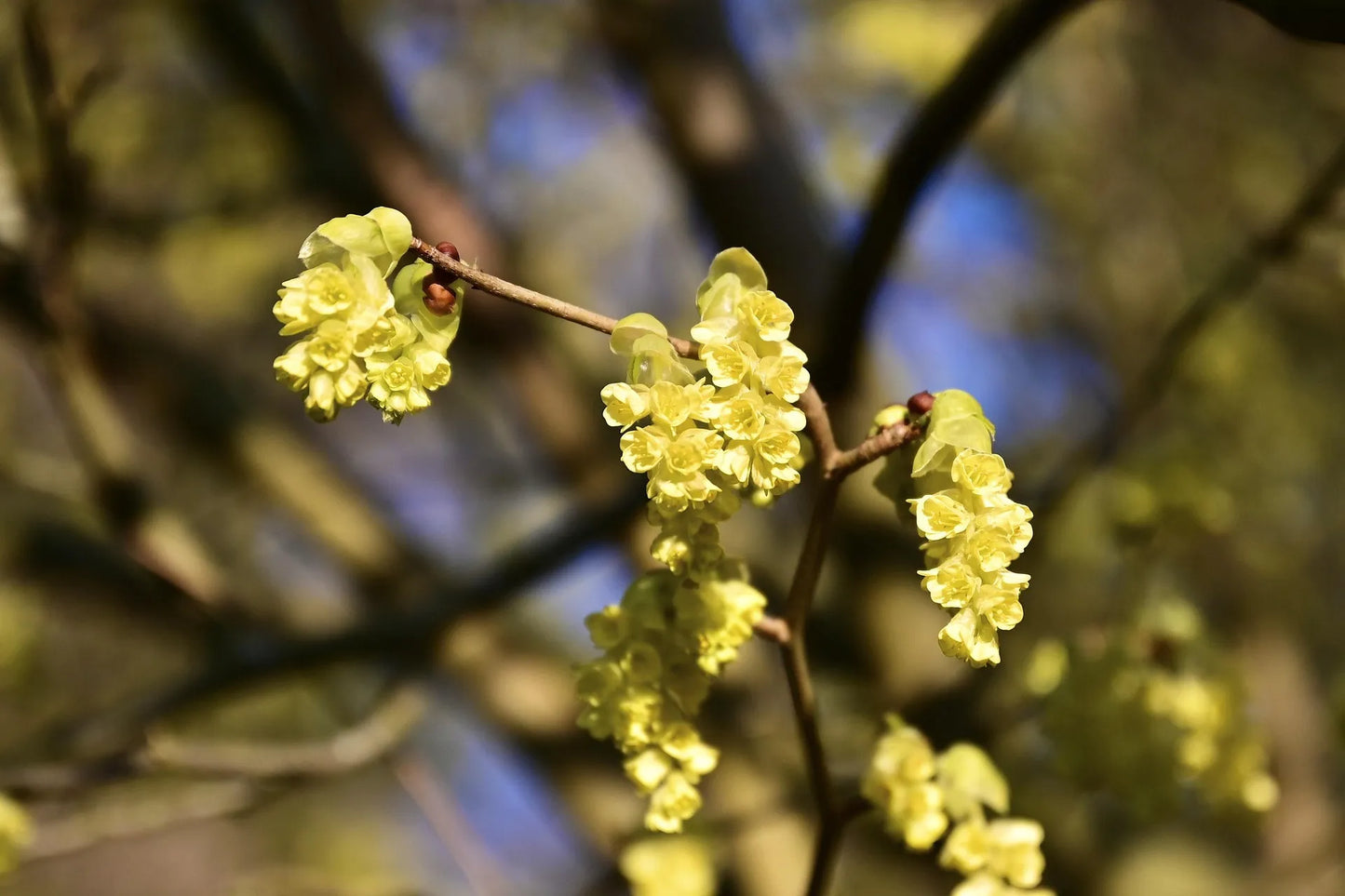 Plant lindera benzoin Godet 9 cm