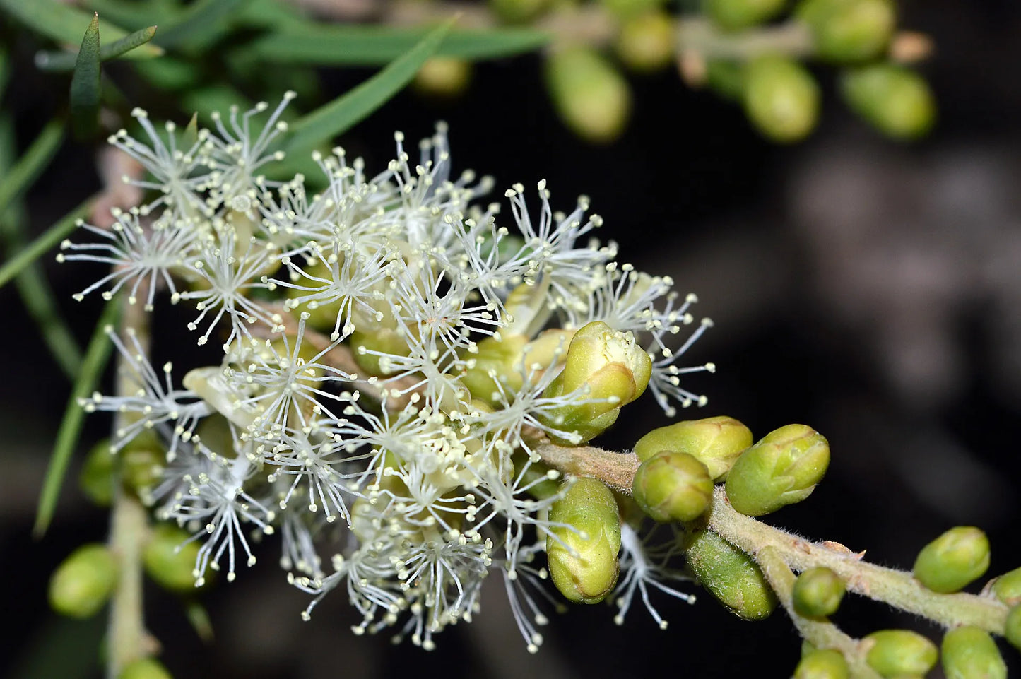 Plant melaleuca alternifolia Godet 9 cm