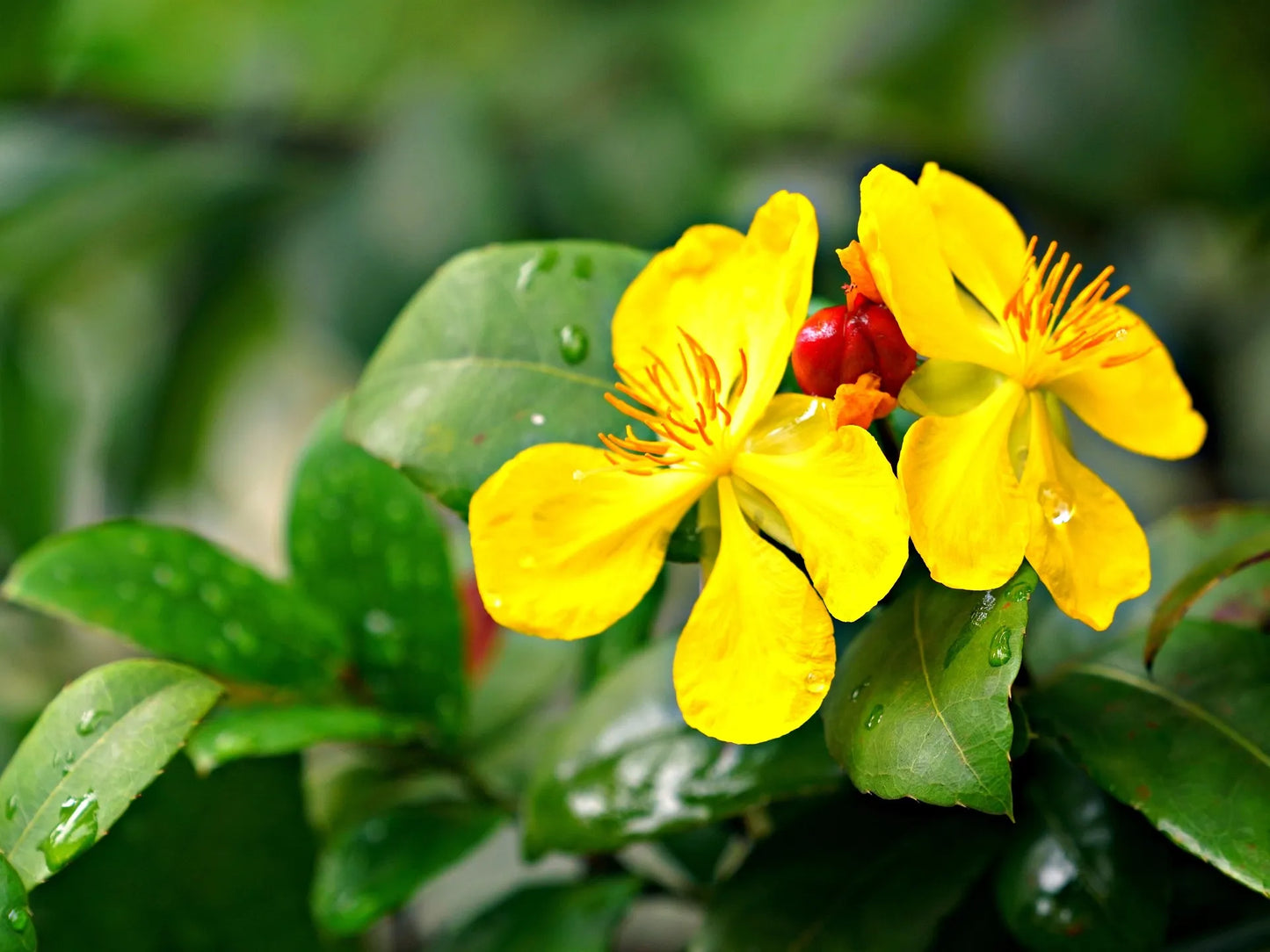 Plant millepertuis hypericum kalmianum GemoGodet 9 cm