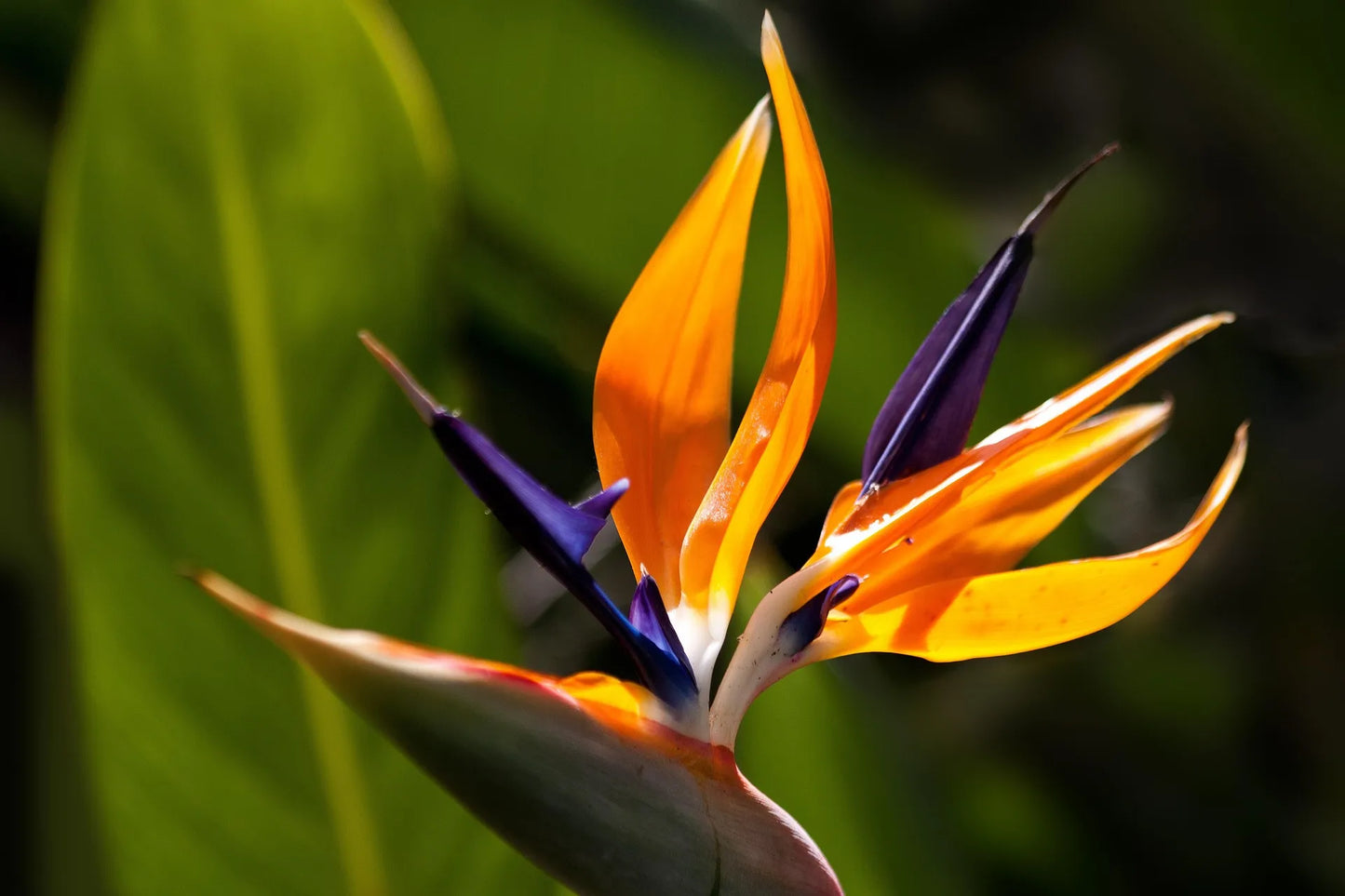 Plant oiseau de paradis strelitzia reginae Godet 10 cm