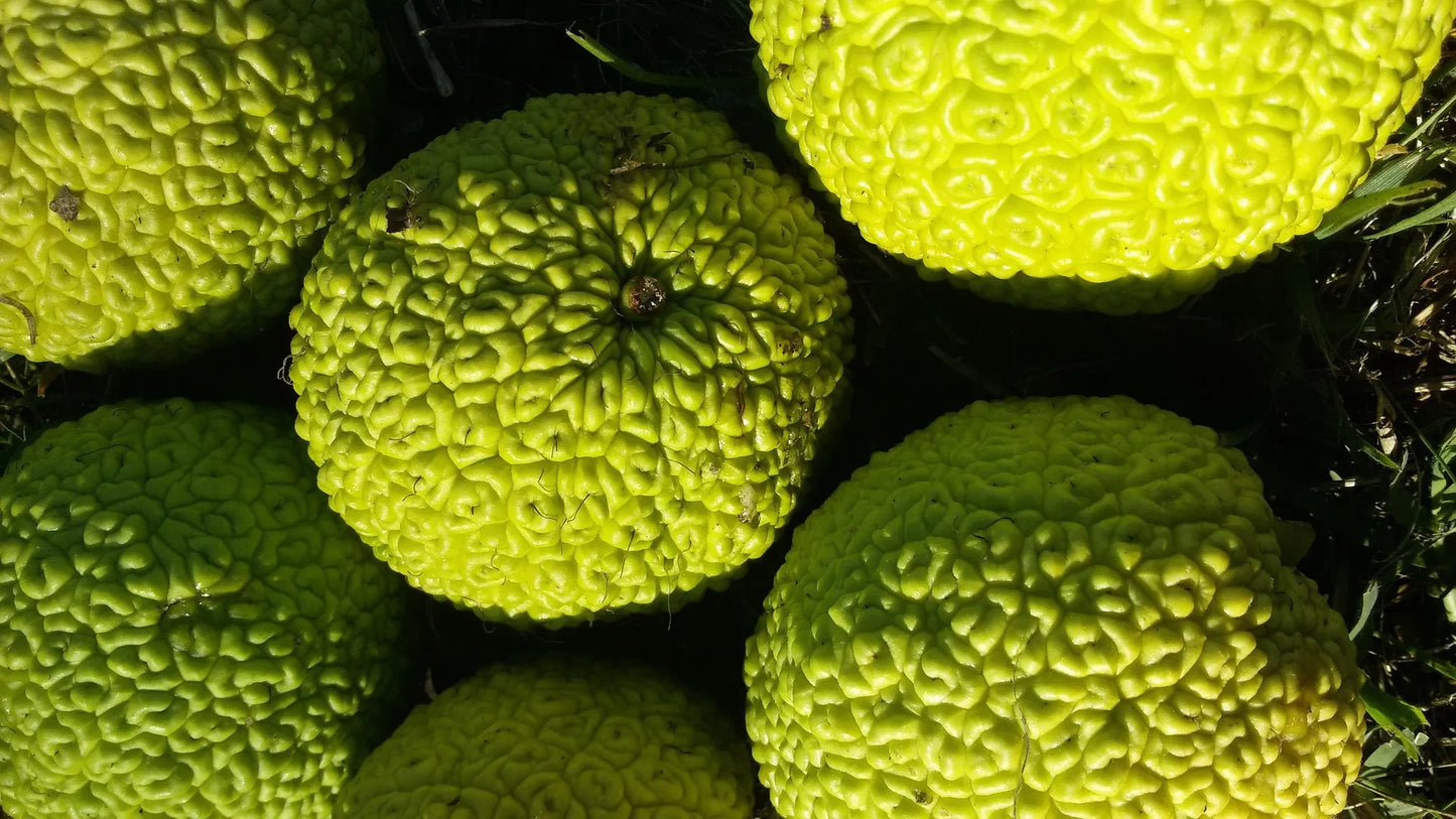 Plant oranger des osages maclura pomifera Godet 9 cm