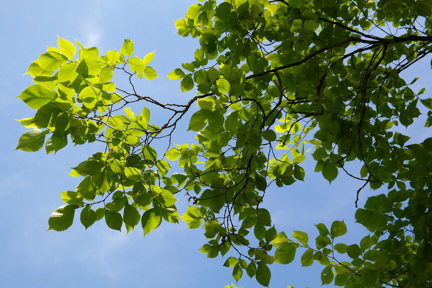 Plant orme ulmus minor Godet 9x9x13
