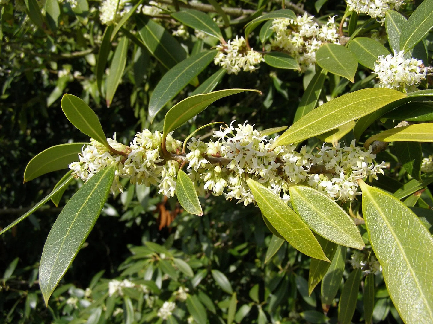 Plant osmanthe osmanthus x burkwoodii Godet 9 cm