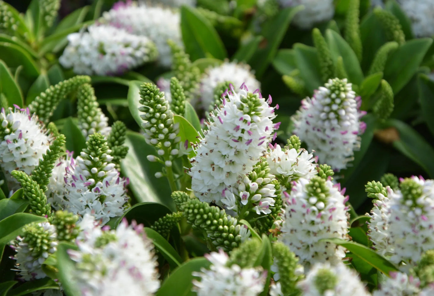 Plant parahebe lyallii Godet 9 cm