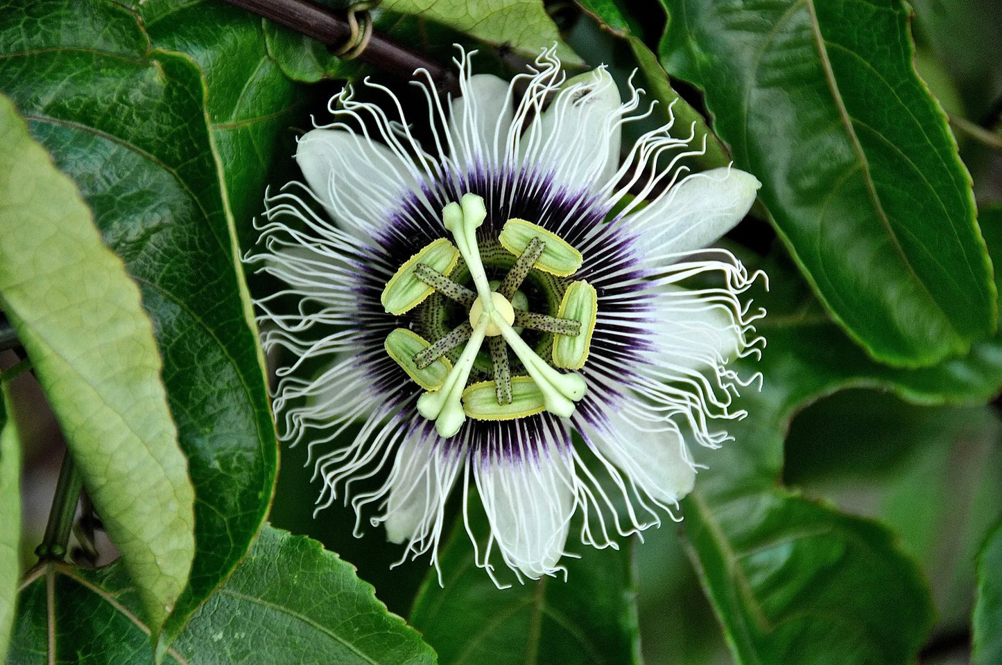 Plant passiflore passiflora antioquiensis Godet 9 cm