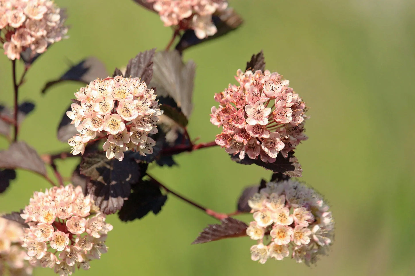 Plant physocarpe physocarpus opulifolius Red BaronGodet 9 cm