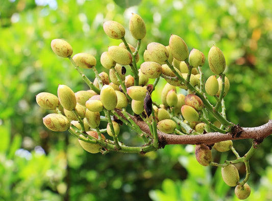 Plant pistachier pistacia lentiscus Godet 9 cm